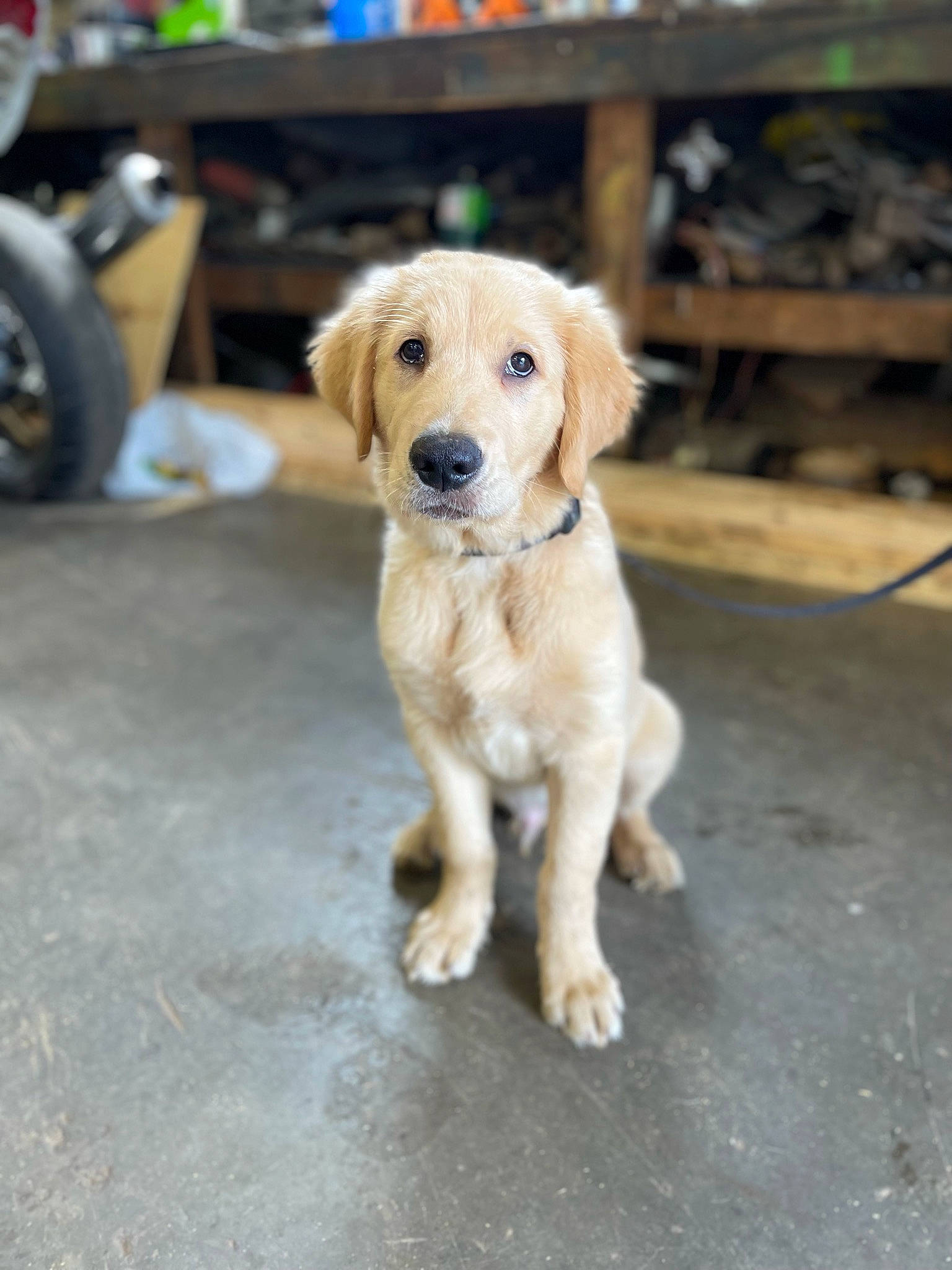 Gunner is registered to the contest to win money with this photo: canidae, carnivore, collar, companion_dog, dog, dog_breed, fawn, flooring, fur, pet_supply, puppy, road_surface, snout, sporting_group, tail, tire, wheel, wood, working_animal