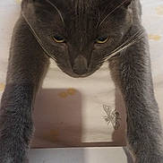 Sir Ta Ta joined the competition — help win amazing prizes! animal, bed, blanket, cat, close_up, cute, domestic_animal, ears, feline, fur, gray_cat, indoor, looking_down, mammal, paws, pet, resting, sleepy, stretching, whiskers