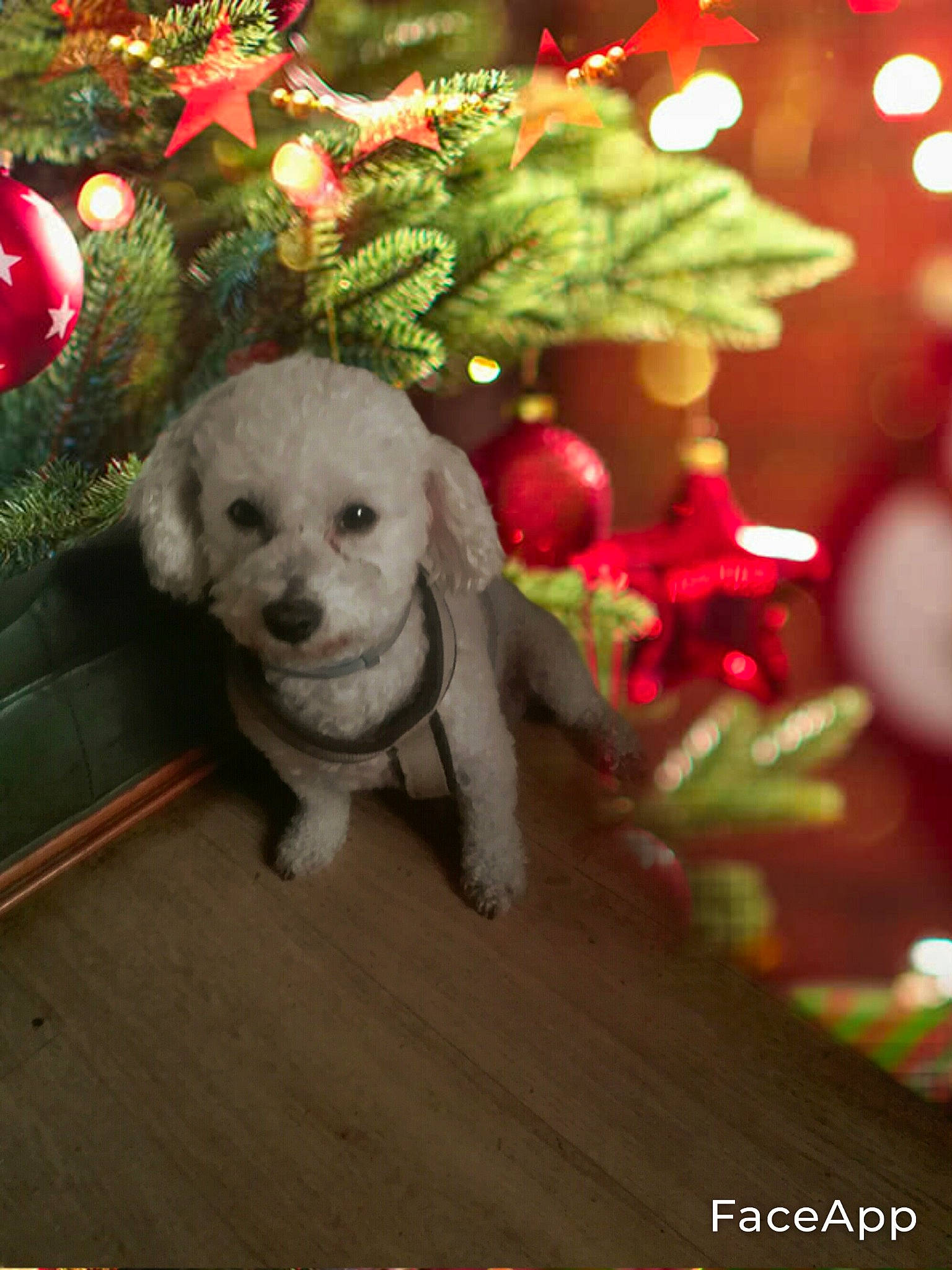 Loan a rejoint le concours — aidez-le/la à gagner de superbes lots ! carnivore, christmas_decoration, christmas_ornament, companion_dog, dog, dog_breed, event, fawn, fur, grass, holiday, holiday_ornament, ornament, snout, stuffed_toy, tail, toy, tree, wood, working_animal