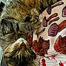 cat, tabby, sleeping, fur, whiskers, blanket, pattern, mushrooms, cherries, cozy, pet, indoor, resting, cute, animal, closeup, paw, soft, relaxed, nap