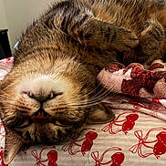Rios joined the competition — help win amazing prizes! cat, tabby, sleeping, upside_down, bed, blanket, whiskers, feline, cute, cozy, resting, indoor, pet, fur, closeup, relaxed, pattern, red, animal, domestic