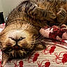 cat, tabby, sleeping, upside_down, bed, blanket, whiskers, feline, cute, cozy, resting, indoor, pet, fur, closeup, relaxed, pattern, red, animal, domestic