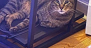 Rios is registered to the contest to win money with this photo: cat, tabby_cat, indoor, wooden_floor, cable, furniture, pet, animal, resting, curious, whiskers, ears, floor, household, cozy, lying_down, domestic_cat, relaxed, eyes, tabby