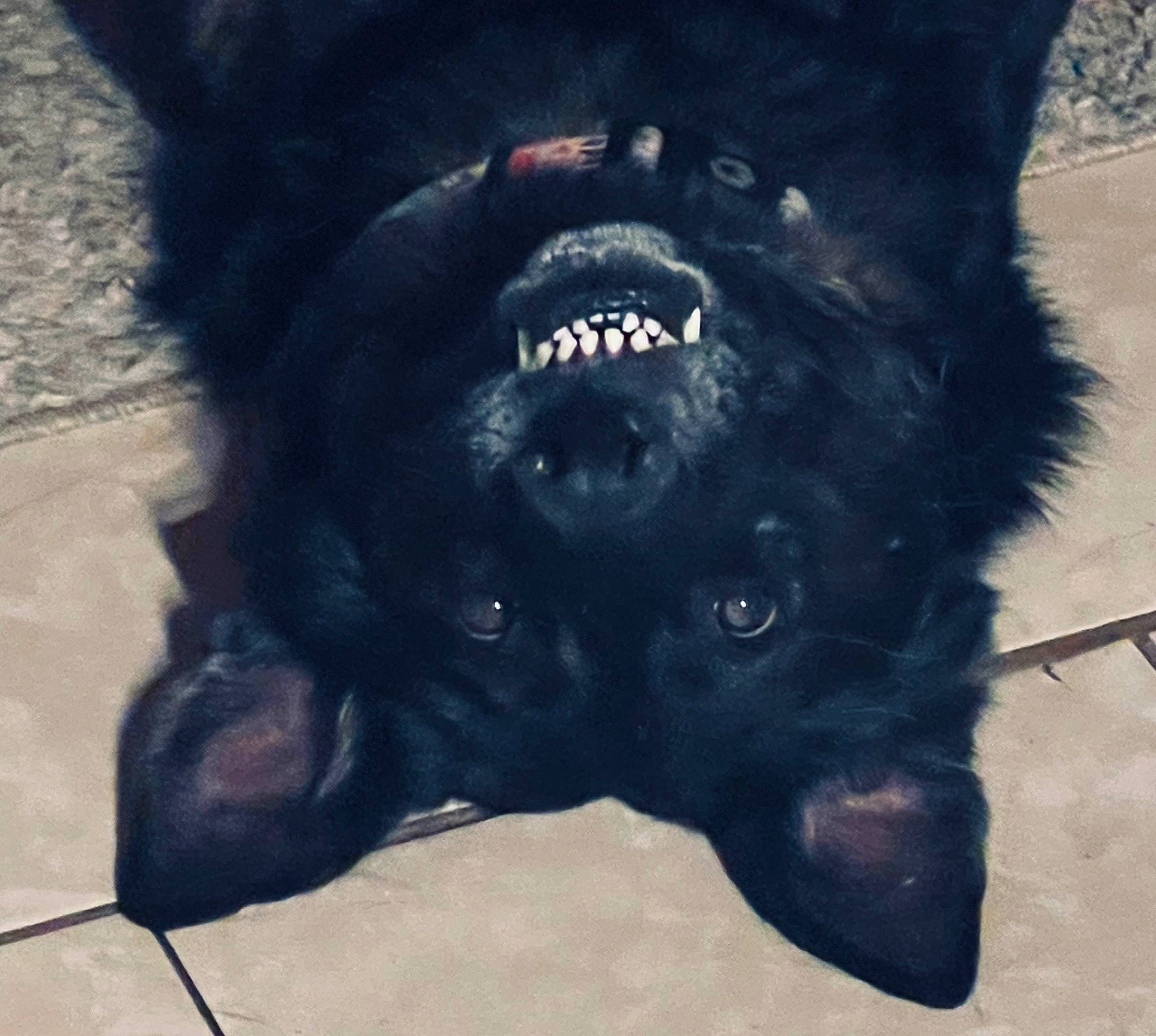 Benelli Davinci joined the competition — help win amazing prizes! borador, canidae, carnivore, companion_dog, dog, dog_breed, dog_collar, electric_blue, eye, fur, guard_dog, mammal, paw, snout, sporting_group, tail, terrestrial_animal, vertebrate, whiskers, working_animal