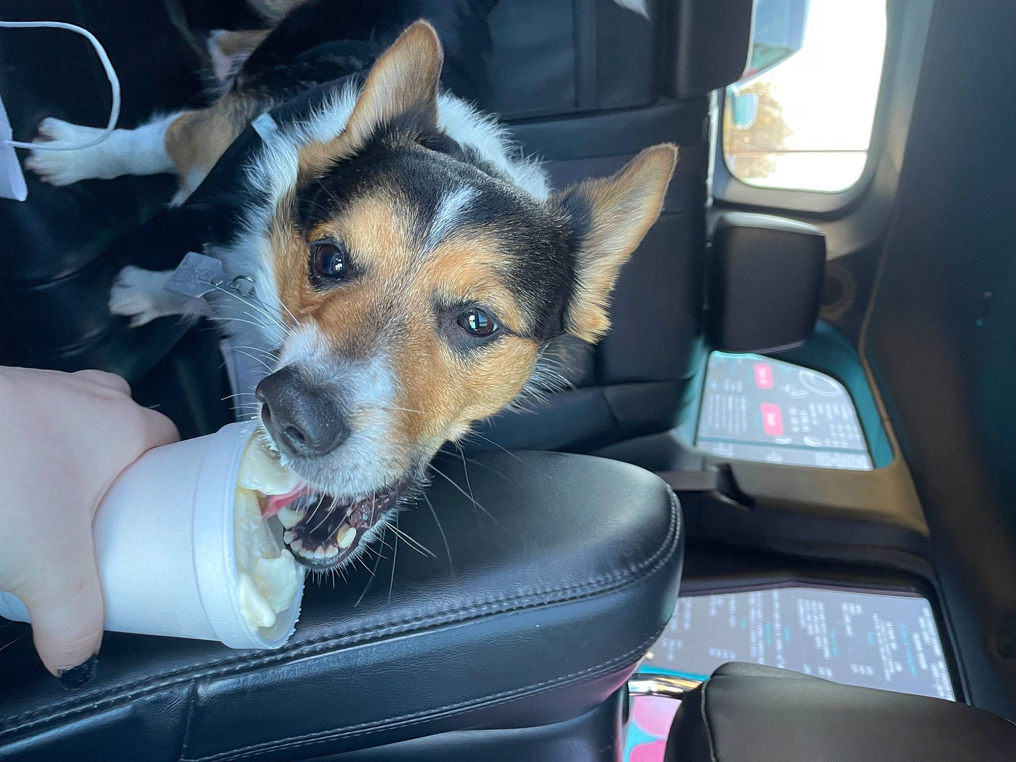 Jett Lee is registered to the contest to win money with this photo: auto_part, canidae, car, car_seat, car_seat_cover, carnivore, comfort, companion_dog, dog, dog_breed, family_car, head_restraint, herding_dog, motor_vehicle, seat_belt, snout, vehicle, vehicle_door, window, windshield