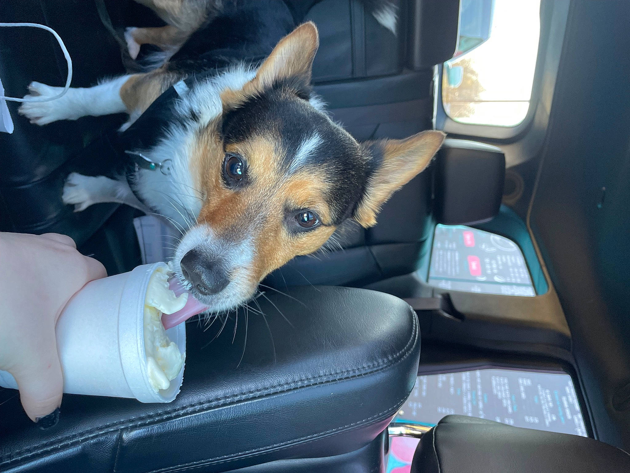 Jett Lee joined the competition — help win amazing prizes! auto_part, canidae, car, car_seat, car_seat_cover, carnivore, comfort, companion_dog, dog, dog_breed, family_car, head_restraint, motor_vehicle, seat_belt, snout, sporting_group, vehicle, vehicle_door, window, windshield