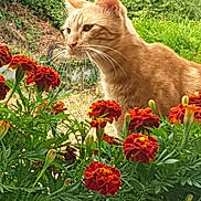 Roukmout a rejoint le concours — aidez-le/la à gagner de superbes lots ! cat, ginger_cat, flowers, marigold, greenery, outdoor, garden, plants, window, nature, whiskers, pet, animal, foliage, curious, closeup, daylight, leaf, stem, wildlife