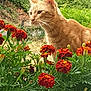 cat, ginger_cat, flowers, marigold, greenery, outdoor, garden, plants, window, nature, whiskers, pet, animal, foliage, curious, closeup, daylight, leaf, stem, wildlife