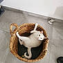 Luna a rejoint le concours — aidez-le/la à gagner de superbes lots ! cat, white_cat, basket, woven_basket, floor, tile_floor, pet, animal, indoor, relaxed, curious, looking_up, fur, whiskers, ears, paws, home, domestic, cute, resting