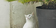 Luna participe au concours pour gagner de l'argent avec cette photo : white_cat, cat, pet, animal, plant, potted_plant, green_leaves, tile_floor, wall, indoor, curious, sitting, fur, whiskers, nature, houseplant, domestic_animal, quiet, peaceful, relaxed
