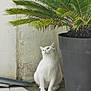 white_cat, cat, pet, animal, plant, potted_plant, green_leaves, tile_floor, wall, indoor, curious, sitting, fur, whiskers, nature, houseplant, domestic_animal, quiet, peaceful, relaxed