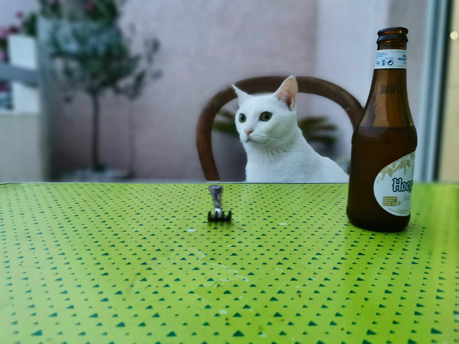 Luna a rejoint le concours — aidez-le/la à gagner de superbes lots ! cat, white_cat, table, green_tablecloth, beer_bottle, chair, indoor, furniture, domestic_animal, pet, animal, curious, still_life, background_blur, metal_object, wooden_chair, houseplant, window, beverage, domestic_scene