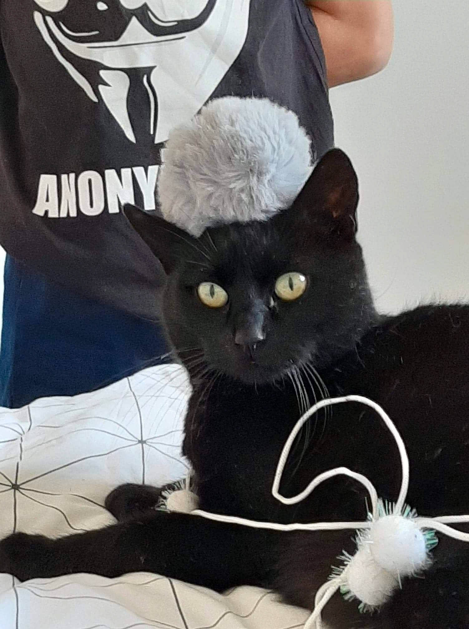 Baguerra a rejoint le concours — aidez-le/la à gagner de superbes lots ! black, black_cat, cat, comfort, domestic_short_haired_cat, eyewear, fashion_accessory, felidae, font, fur, grey, photo_caption, sleeve, small_to_medium_sized_cats, sunglasses, t_shirt, tail, top, whiskers, white