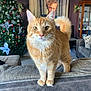 Leo joined the competition — help win amazing prizes! cat, orange_tabby, ginger_cat, whiskers, paws, tail, fluffy, pet, indoor, living_room, couch, sofa_back, christmas_tree, ornaments, holiday_decor, portrait, painting, cozy, close_up, furniture