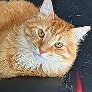 Leo is registered to the contest to win money with this photo: cat, orange_cat, tabby, feline, pet, fluffy, whiskers, yellow_eyes, close_up, portrait, ear, nose, fur, relaxed, leather_chair, black_background, indoor, looking_at_camera, eye_contact, sleepy