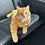 Leo is registered to the contest to win money with this photo: cat, ginger_cat, pet, feline, long_fur, orange_fur, whiskers, amber_eyes, paw, front_seat, car_interior, leather_seat, passenger_seat, relaxed, portrait, laying, closeup, fluffy, domestic_animal, travel