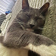 Lil Grey is registered to the contest to win money with this photo: cat, sleeping_cat, gray_cat, whiskers, paw, fur, cozy, blanket, sofa, indoor, pet, close_up, portrait, relaxed, napping, ears, nose, soft_texture, natural_light, home