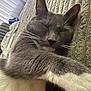cat, sleeping_cat, gray_cat, whiskers, paw, fur, cozy, blanket, sofa, indoor, pet, close_up, portrait, relaxed, napping, ears, nose, soft_texture, natural_light, home