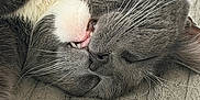 Lil Grey is registered to the contest to win money with this photo: cat, sleeping, close_up, whiskers, fang, grey_and_white_cat, white_fur, pet, domestic_cat, cozy, blanket, tile_floor, paw, muzzle, nose, closed_eyes, fur_texture, indoor, nap, peaceful