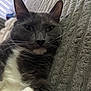 Lil Grey is registered to the contest to win money with this photo: cat, feline, pet, gray_cat, white_chest, closeup, whiskers, ears, yellow_eyes, fur, paw, nose, reclining, cozy, blanket, bedding, texture, indoor, relaxed, sleepy