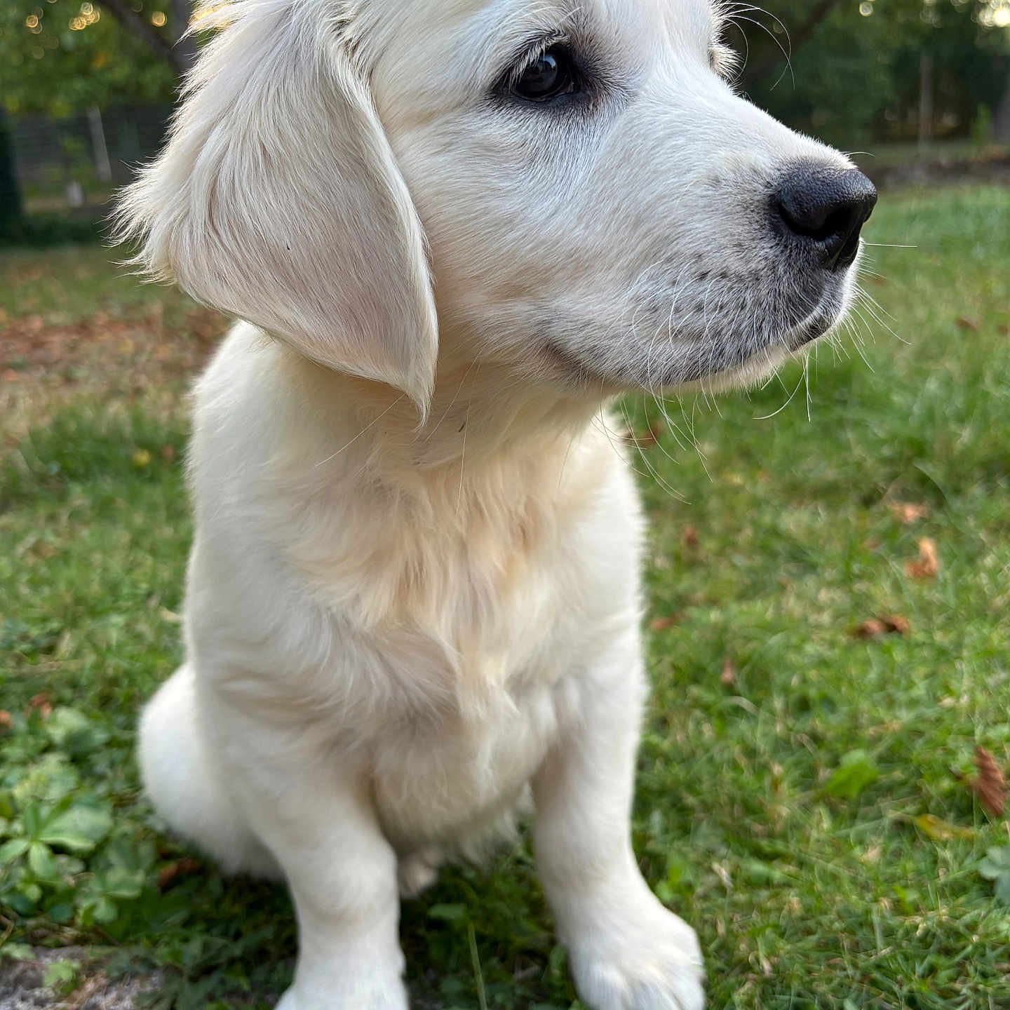 Belli