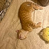 kitten, cat, sleeping, orange_tabby, pet, animal, fluffy_blanket, bed, indoors, cozy, resting, lying_down, cute, fur, whiskers, paws, tail, yellow_toy, soft_lighting, nap