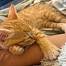 cat, kitten, orange_tabby, sleeping, sleepy, fluffy, fur, whiskers, ears, paw, indoors, bed, blanket, cozy, relaxed, pet, animal, close_up, warm_lighting, nap