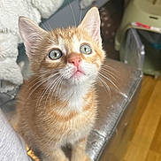 Tao a rejoint le concours — aidez-le/la à gagner de superbes lots ! cat, kitten, orange_cat, white_fur, animal, pet, portrait, close_up, sitting, indoors, wide_eyes, whiskers, pink_nose, pointed_ears, fur, chair, cushion, wooden_floor, home, cute