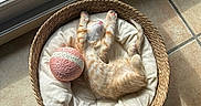 Tao participe au concours pour gagner de l'argent avec cette photo : kitten, cat, sleeping, orange_and_white, upside_down, basket, pet_bed, toy_ball, sunlight, window, indoor, tile_floor, relaxed, cute, playful, animal, feline, cozy, portrait, home_decor