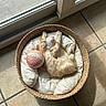 kitten, cat, sleeping, orange_and_white, upside_down, basket, pet_bed, toy_ball, sunlight, window, indoor, tile_floor, relaxed, cute, playful, animal, feline, cozy, portrait, home_decor