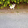 cat, kitten, animal, pet, white_cat, gray_cat, sitting, outdoor, garden, shrub, flowers, yellow_flowers, greenery, pavement, sidewalk, road, nature, fur, ears, portrait