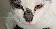 Foxy participe au concours pour gagner de l'argent avec cette photo : cat, cats, white_cat, tabby_cat, pet, animal, feline, close_up, portrait, face, eyes, ears, whiskers, nose, black_and_white, striped_fur, sleeping, indoors, bed, funny_expression