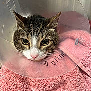 Milo is registered to the contest to win money with this photo: animal, cat, closeup, cone, cozy, cute, ears, eyes, face, fur, indoor, looking, nose, pet, pink_towel, protective_collar, resting, soft_texture, tabby_cat, whiskers
