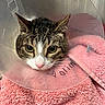 animal, cat, closeup, cone, cozy, cute, ears, eyes, face, fur, indoor, looking, nose, pet, pink_towel, protective_collar, resting, soft_texture, tabby_cat, whiskers