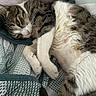 Milo is registered to the contest to win money with this photo: animal, bed, blanket, cat, closeup, cozy, cute, domestic_animal, fur, indoor, paw, pet, relaxed, resting, sleeping, sleepy, soft, striped, tabby_cat, whiskers