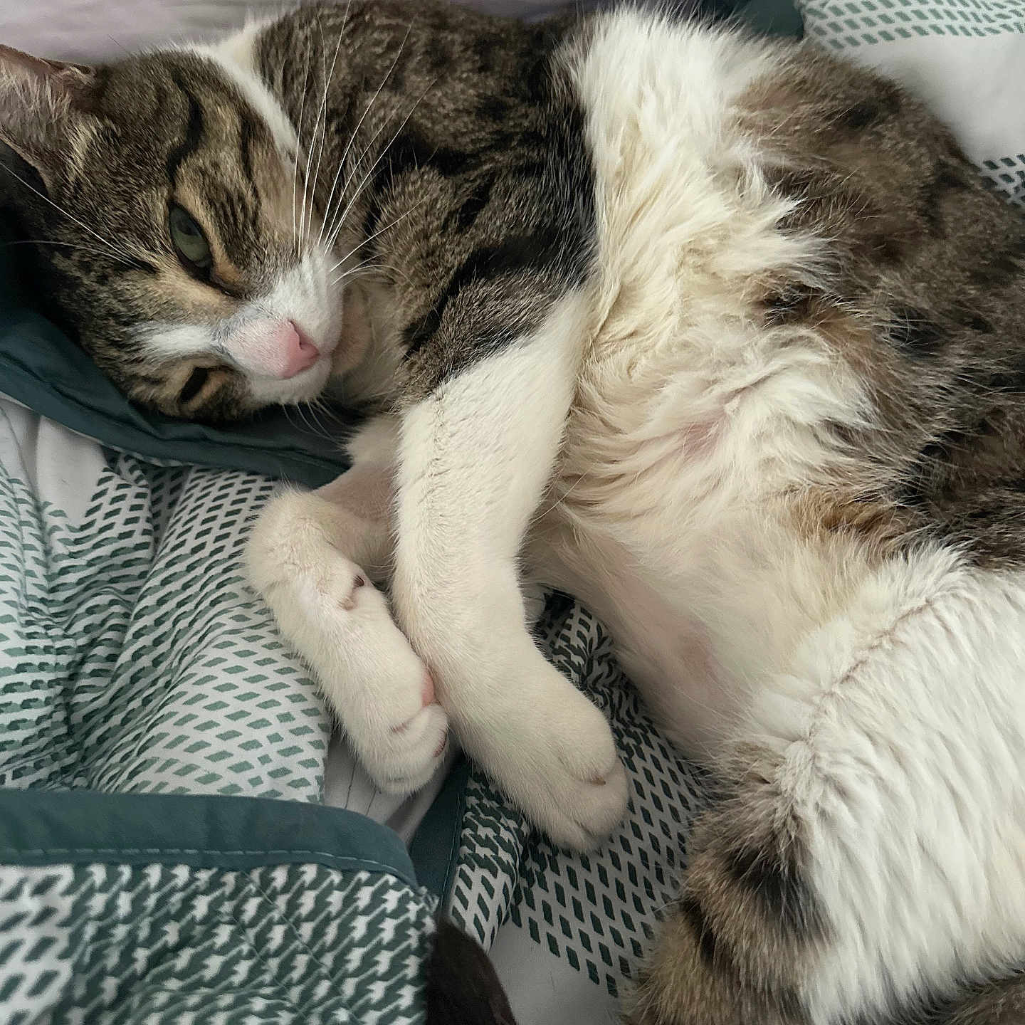 Milo