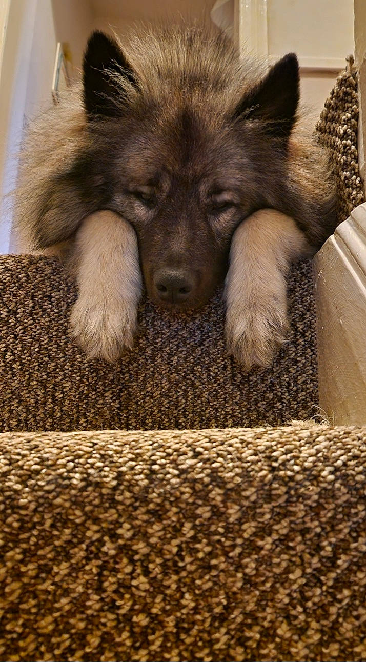 Otto joined the competition — help win amazing prizes! canidae, canis, carnivore, carpet, companion_dog, dog, dog_breed, eye, fawn, flooring, fur, grey, pattern, sitting, snout, terrestrial_animal, whiskers, wildlife, wood, working_animal