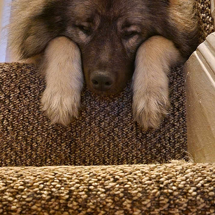 Otto