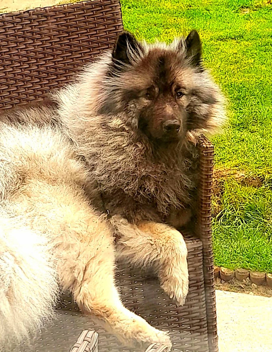 Otto joined the competition — help win amazing prizes! canidae, carnivore, companion_dog, dog_breed, fawn, fur, grass, hyena, livestock, plant, snout, sporting_group, tail, terrestrial_animal, wildlife, zoo