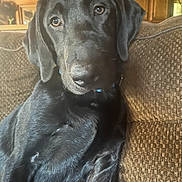 Kash joined the competition — help win amazing prizes! dog, labrador, black_dog, pet, couch, indoor, furniture, brown, texture, wood, relaxed, animal, companion, canine, portrait, closeup, home, cozy, looking, sitting