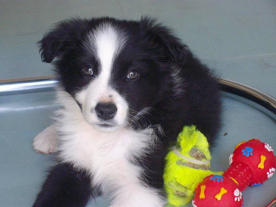 Izya participe au concours pour gagner de l'argent avec cette photo : australian_collie, baby_toys, bathtub, border_collie, canidae, carnivore, companion_dog, dog, dog_breed, dog_supply, dog_toy, fur, herding_dog, snout, sporting_group, toy, vertebrate, whiskers, working_animal, working_dog