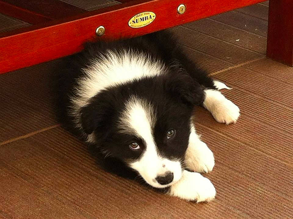 Izya participe au concours pour gagner de l'argent avec cette photo : canidae, carnivore, companion_dog, dog, dog_breed, floor, flooring, fur, hardwood, laminate_flooring, puppy, snout, sporting_group, terrestrial_animal, varnish, whiskers, wood_flooring, wood_stain, working_animal, working_dog