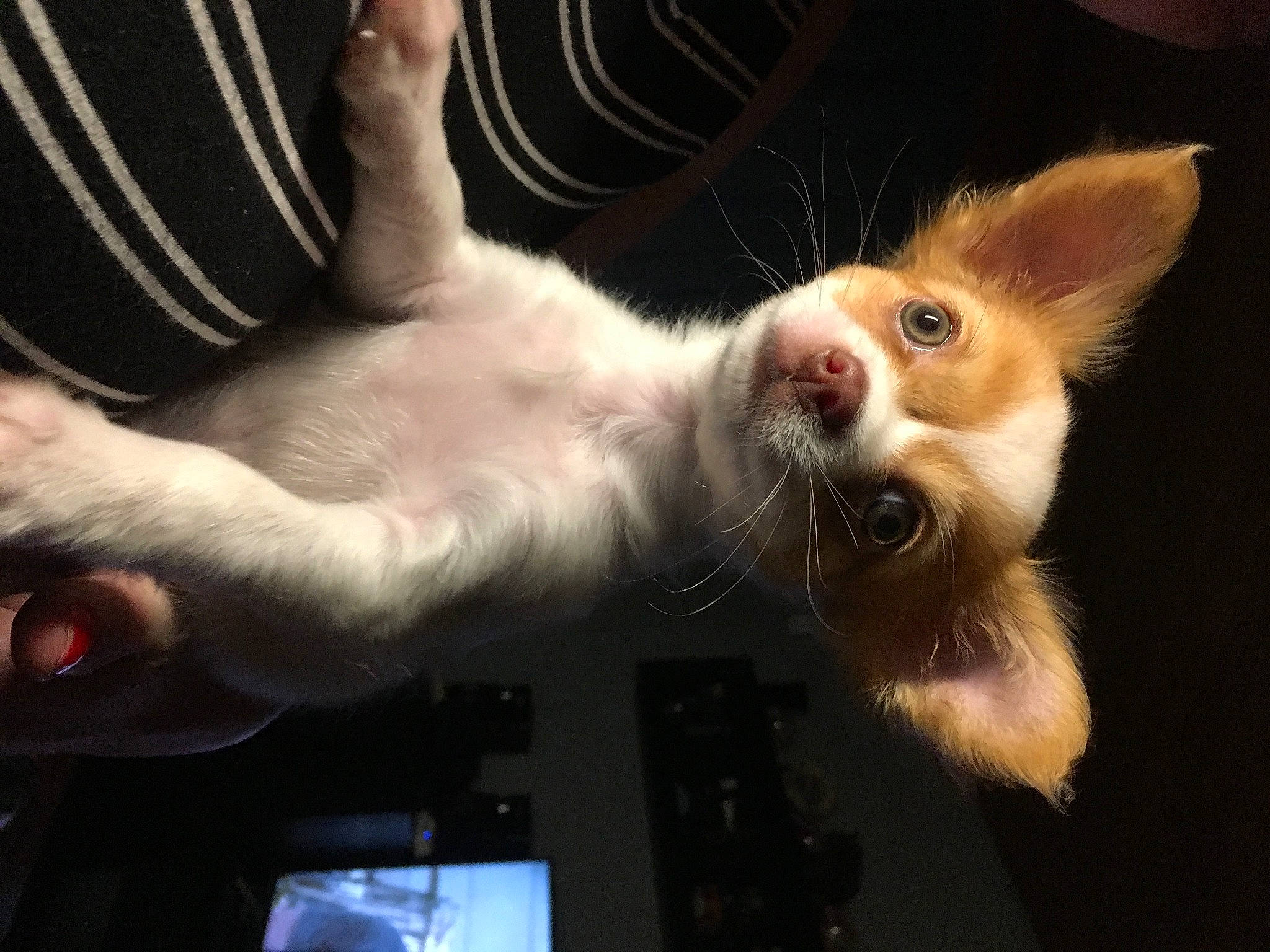 Orus participe au concours pour gagner de l'argent avec cette photo : canidae, carnivore, cat, dog, dog_breed, ear, fawn, gesture, portuguese_podengo, puppy, snout, whiskers