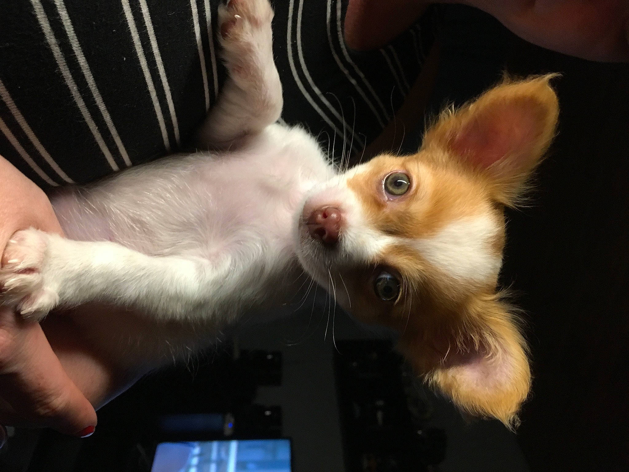 Orus participe au concours pour gagner de l'argent avec cette photo : canidae, carnivore, chihuahua, companion_dog, dog, dog_breed, ear, fawn, gesture, mammal, portuguese_podengo, puppy, puppy_love, snout, whiskers