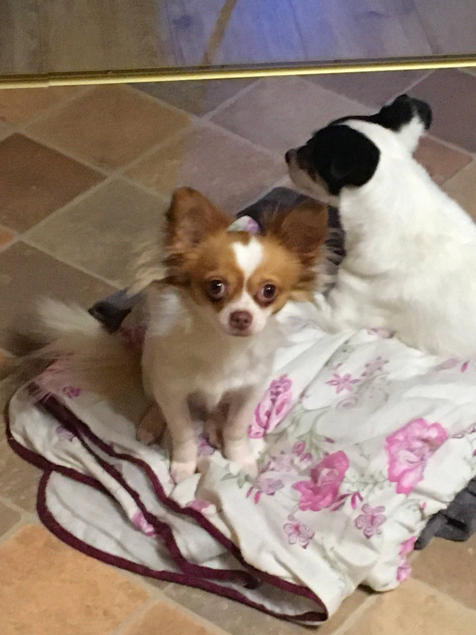 Orus participe au concours pour gagner de l'argent avec cette photo : canidae, carnivore, chihuahua, companion_dog, dog, dog_breed, fawn, mammal, papillon, phalene, puppy, spaniel, sporting_group, toy_dog, vertebrate