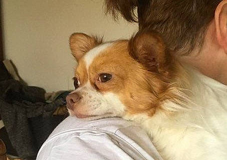 Orus a rejoint le concours — aidez-le/la à gagner de superbes lots ! canidae, carnivore, chihuahua, companion_dog, dog, dog_breed, ear, fawn, mammal, nose, papillon, phalene, puppy, puppy_love, snout, sporting_group, tibetan_spaniel, toy_dog, vertebrate