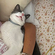 Willoughby joined the competition — help win amazing prizes! cat, pet, sleeping, collar, arm, human, bed, pillow, patterned_sheet, comfort, relaxation, indoor, animal, white_fur, black_fur, bracelet, close_up, resting, cute, domestic_cat