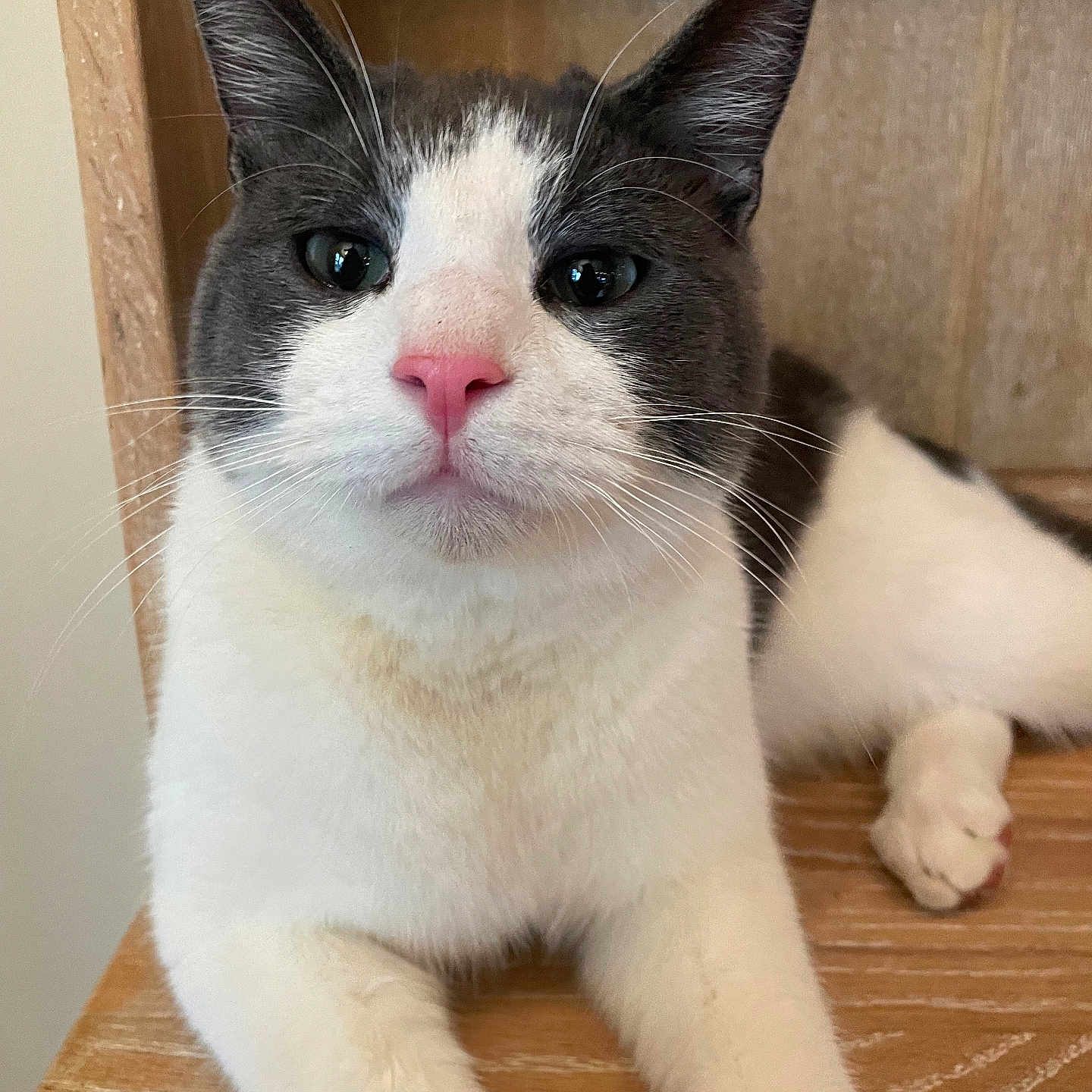 Willoughby joined the competition — help win amazing prizes! animal, calm, cat, close_up, cute, domestic_cat, feline, front_legs, fur, gray_and_white, indoor, laying_down, pet, pink_nose, portrait, relaxed, resting, whiskers, wood, wooden_surface