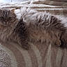 cat, fluffy, long_hair, pet, feline, animal, lying_down, blanket, soft, indoor, fur, cute, relaxed, resting, whiskers, ears, paws, green_eyes, cozy, home