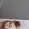 Nebula a rejoint le concours — aidez-le/la à gagner de superbes lots ! cat, fluffy_cat, two_cats, yellow_eyes, indoor, gray_wall, marble_tiles, feline, pets, animal, resting, curious, fur, domestic_cat, cute, companion, relaxed, mammal, whiskers, ears
